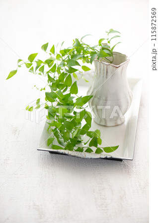 明るい部屋の観葉植物　白背景 115872569