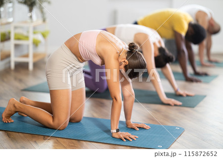 Young woman doing Cat Cow pose at group yoga class Young woman doing Cat Cow pose at group yoga class 115872652