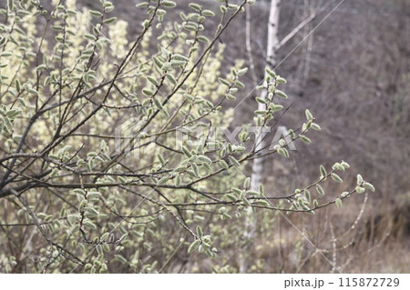 willow branch in spring nature, flowering buds, willow branches, spring background. 115872729