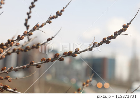 willow branch in spring nature, flowering buds, willow branches, spring background. willow branch in spring nature, flowering buds, willow branches, spring background. 115872731