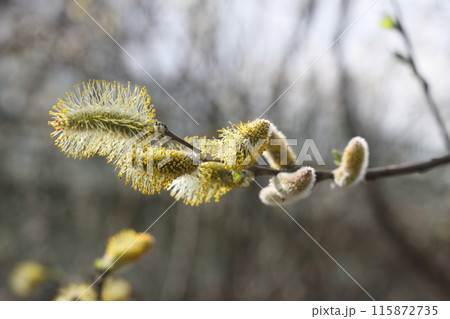 willow branch in spring nature, flowering buds, willow branches, spring background. 115872735
