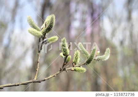 willow branch in spring nature, flowering buds, willow branches, spring background. 115872736