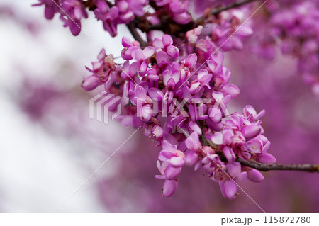 Blooming Cercis tree Blooming Cercis tree 115872780