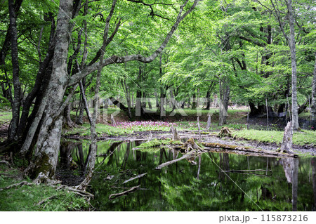 森の中に群生するクリンソウ 115873216
