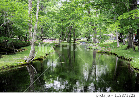 森の中に群生するクリンソウ 森の中に群生するクリンソウ 115873222