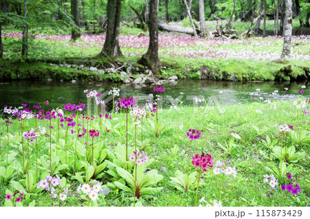 森に群生するクリンソウのある風景 115873429