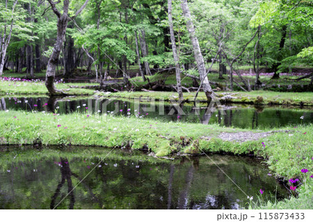 森に群生するクリンソウのある風景 115873433
