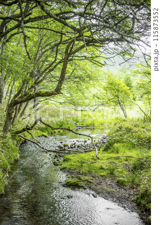 光徳沼の谷地坊主 115873552