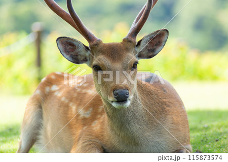 木陰で涼む奈良の鹿 115873574