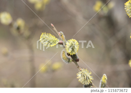 branch in spring nature, blooming flowering buds, willow branches, spring background. branch in spring nature, blooming flowering buds, willow branches, spring background. 115873672