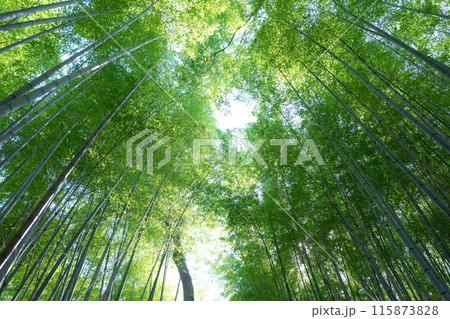 竹　竹林	 115873828