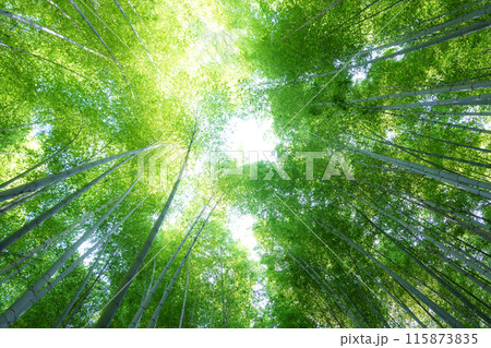 竹 竹林 竹 竹林 115873835