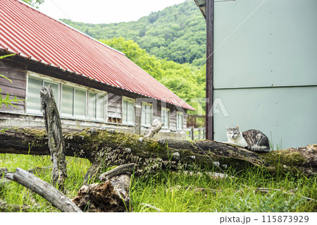 朽ちた廃屋と猫 115873929