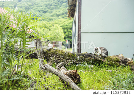 朽ちた廃屋と猫 朽ちた廃屋と猫 115873932