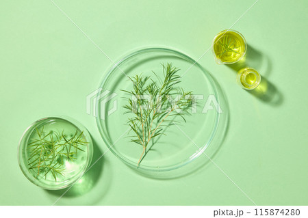 Two beakers and two petri dishes in different sizes containing yellow and green liquid with tea tree leaves. Green background. Tea tree oil is a popular remedy 115874280