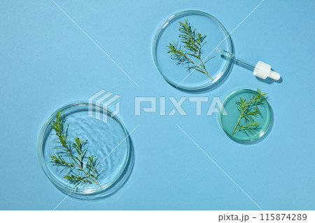 Three petri dishes containing fresh tea tree leaves with chemical liquid displayed over blue background with a dropper. Empty space in the middle for beauty product presentation 115874289