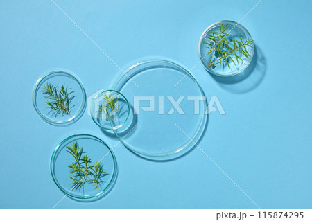 An empty petri dish decorated with few small petri dishes containing tea tree leaves. Research and develop beauty skincare product concept by scientific method with concept laboratory tests 115874295