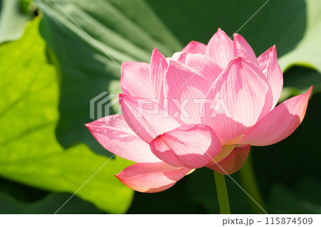 蓮の花のある風景 115874509