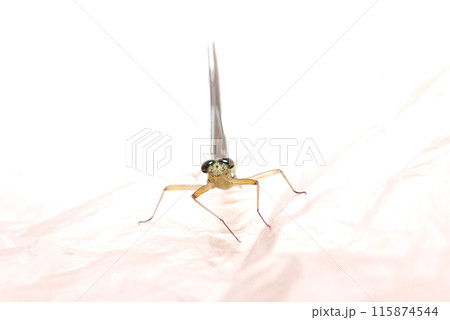 障子に止まったカゲロウ 障子に止まったカゲロウ 115874544