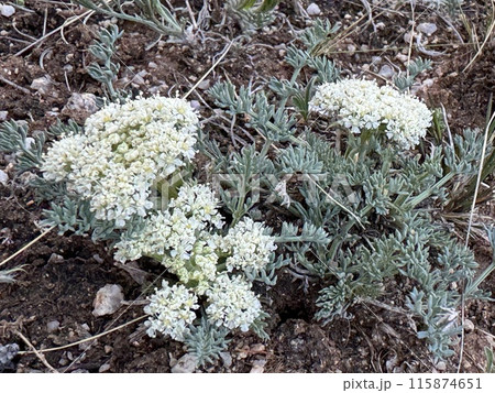 モンゴルの高山植物白い花 115874651