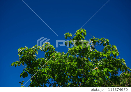 青空とホウノキ 115874670
