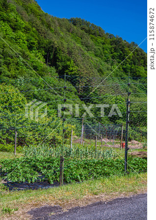 防獣ネットを張った畑 防獣ネットを張った畑 115874672