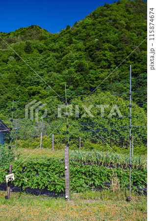 防獣ネットを張った畑 防獣ネットを張った畑 115874674