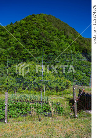 防獣ネットを張った畑 115874676