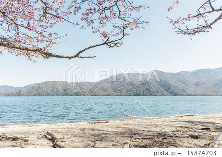 中禅寺湖の湖畔に咲く桜 115874703