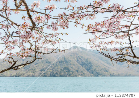中禅寺湖の湖畔に咲く桜 115874707