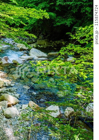 新緑の頃のの柿其渓谷 新緑の頃のの柿其渓谷 115874724