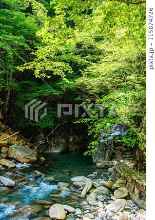 新緑の木々が鮮やかな柿其渓谷 115874726