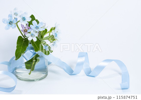 水色のリボンとガラス瓶に活けた青い花ブルースターの背景 水色のリボンとガラス瓶に活けた青い花ブルースターの背景 115874751