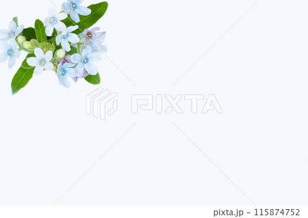 青い大差な花 ブルースターの背景素材 青い大差な花 ブルースターの背景素材 115874752