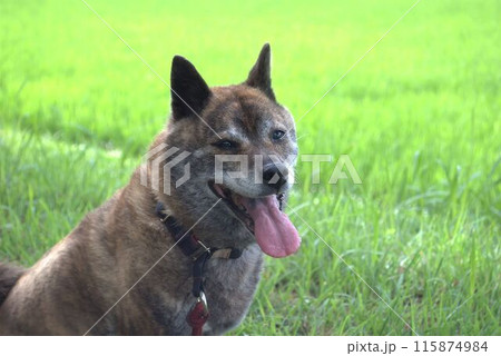 見つめる犬 115874984
