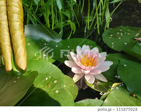 水面に浮かぶ睡蓮の花 水面に浮かぶ睡蓮の花 115875028