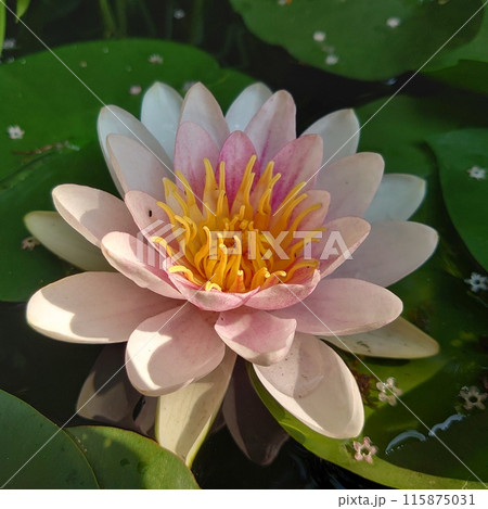 薄紫色のスイレンの花 115875031