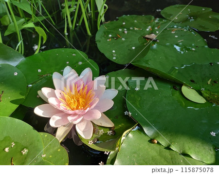 水面に浮かぶ睡蓮の花 水面に浮かぶ睡蓮の花 115875078