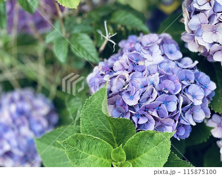 アジサイの花　梅雨の花　梅雨イメージ 115875100