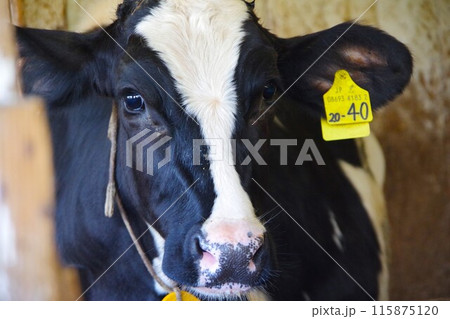 小岩井農場の乳牛 115875120