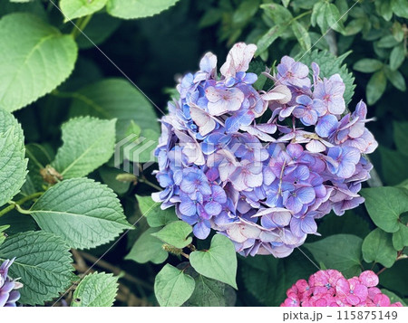 紫陽花の花 梅雨イメージ 紫陽花の花 梅雨イメージ 115875149