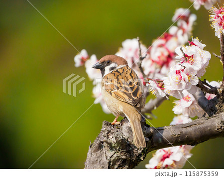 白梅にスズメ 115875359