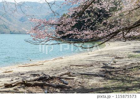 中禅寺湖の湖畔に咲く桜 中禅寺湖の湖畔に咲く桜 115875573