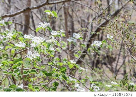 ムシカリの花 ムシカリの花 115875578