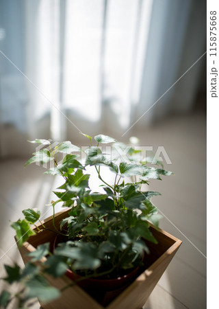 観葉植物 観葉植物 115875668