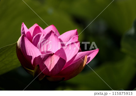 初夏の早朝を彩る清らかなハスの花たち 115875913