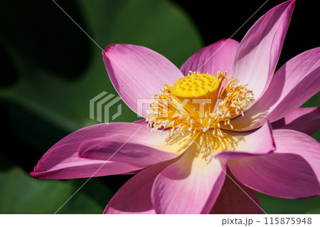 初夏の早朝を彩る清らかなハスの花たち 初夏の早朝を彩る清らかなハスの花たち 115875948