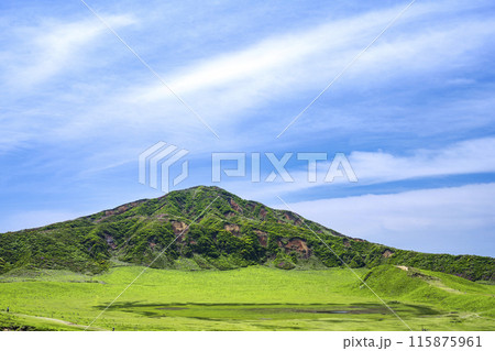 ミヤマキリシマ 咲く阿蘇 115875961