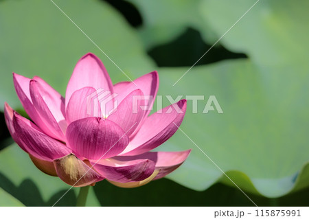 初夏の早朝を彩る清らかなハスの花たち 初夏の早朝を彩る清らかなハスの花たち 115875991