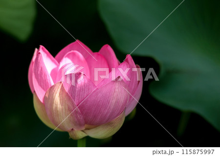 初夏の早朝を彩る清らかなハスの花たち 115875997